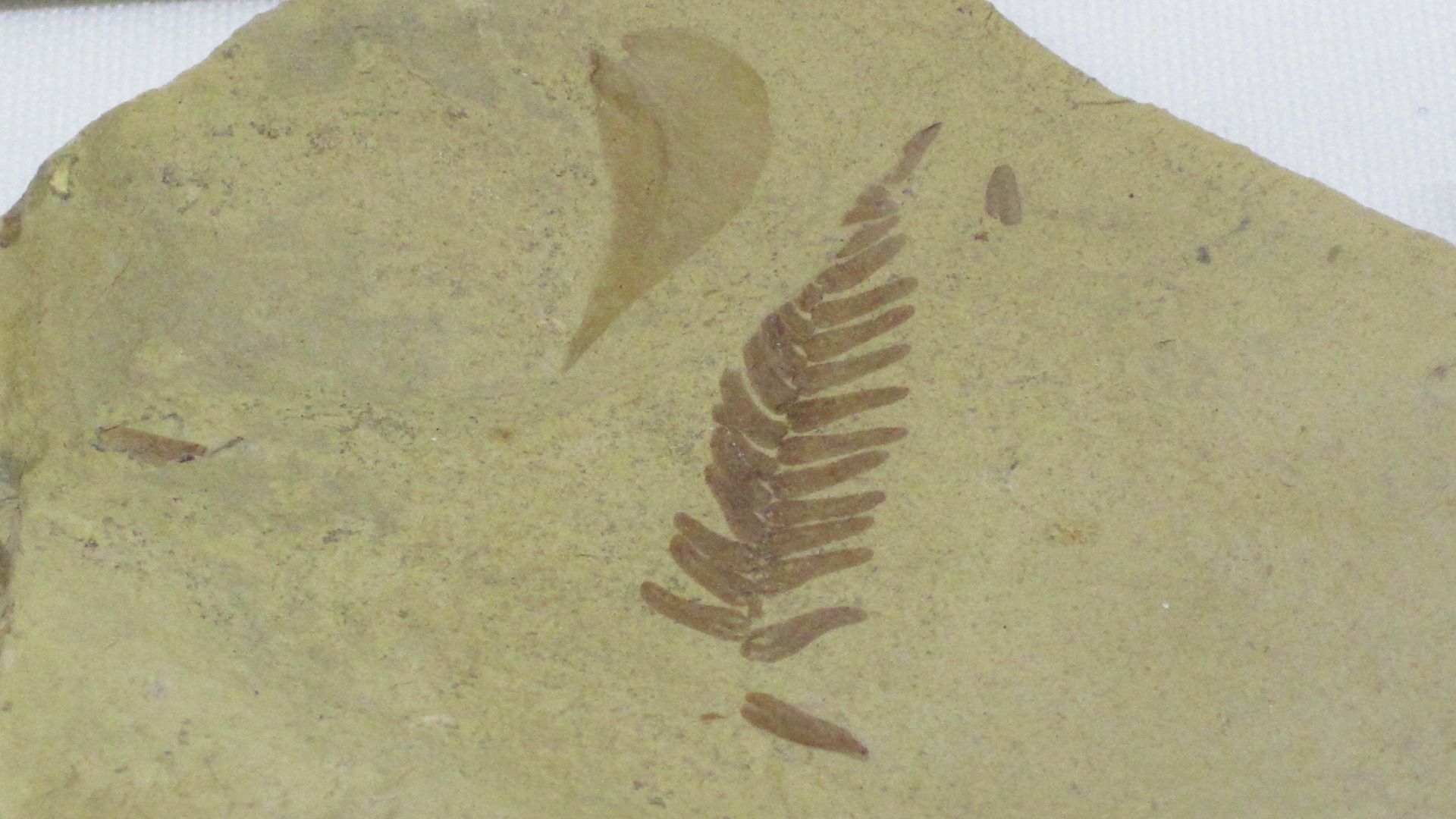 File:Metasequoia occidentalis (fossil redwood foliage) (Fort Union Formation, Paleocene; Yellowstone County, Montana, USA) 1.jpg
