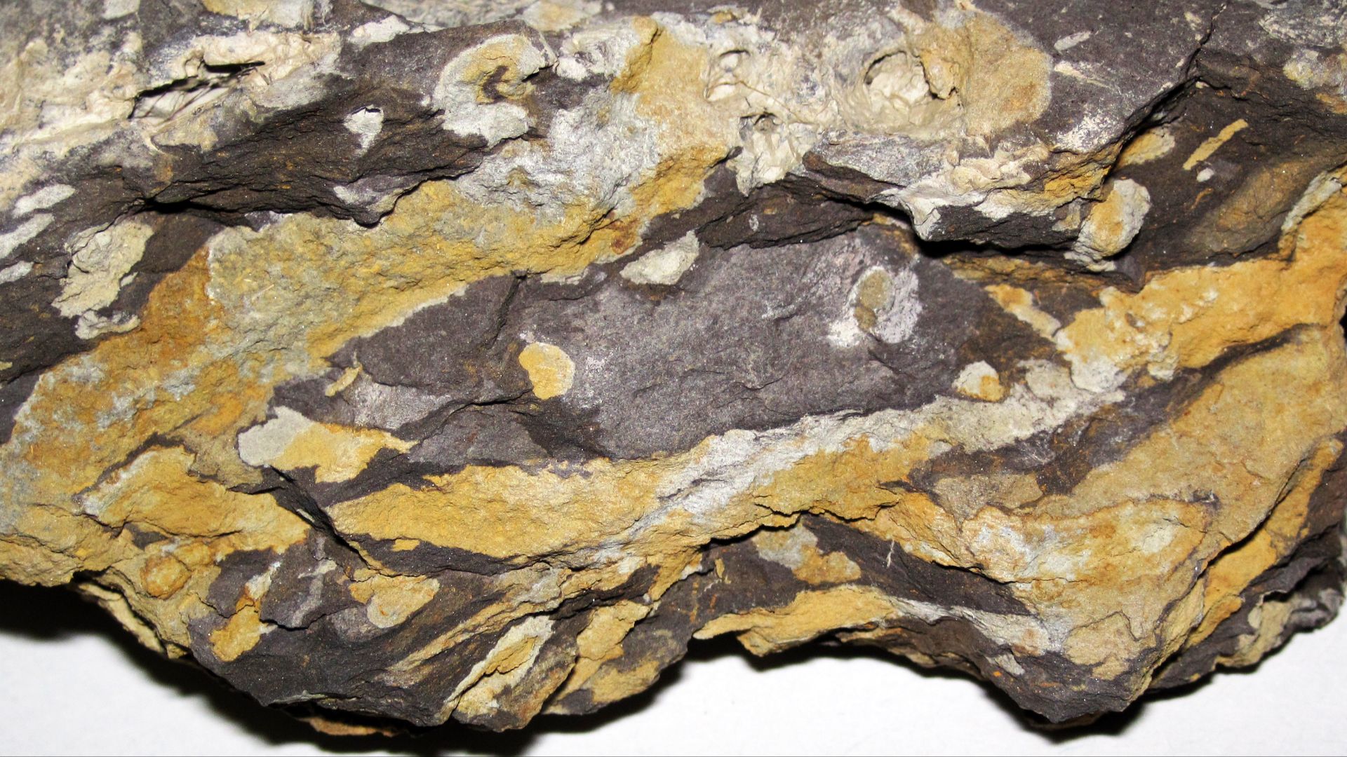 File:Fossil burrows in mudshale (top of the Sunbury Shale, Lower Mississippian; Tener Mountain roadcut, southern Ohio, USA) 4.jpg