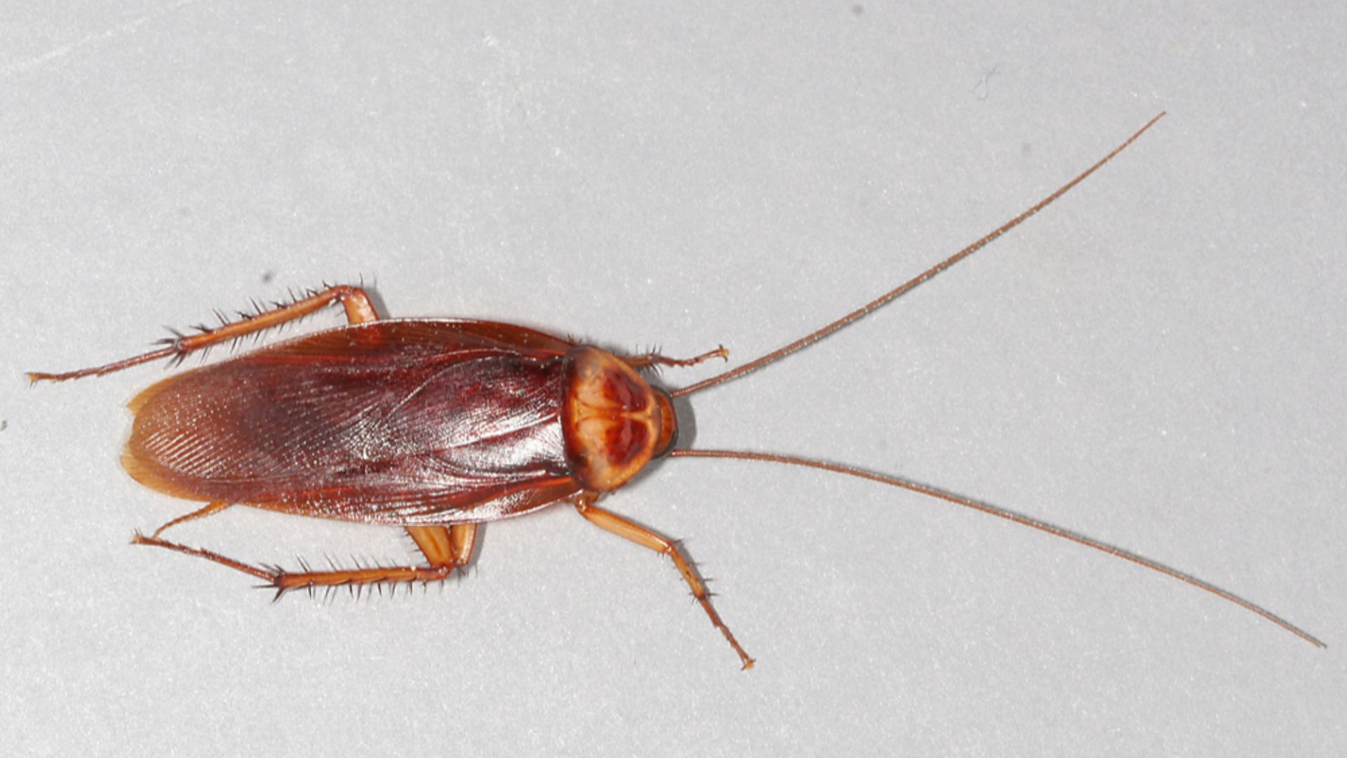 File:American-cockroach.jpg