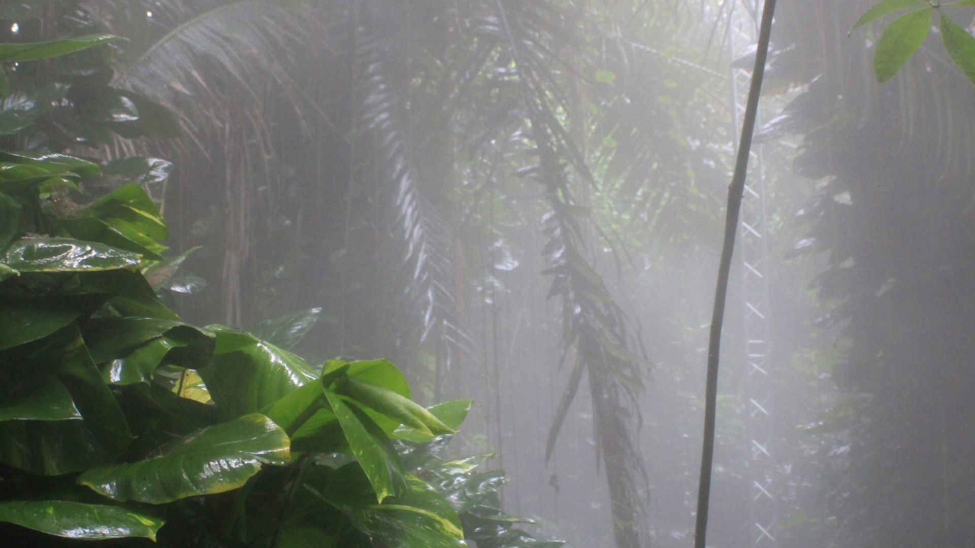 File:Biosphere2 Rain Forest Biome.jpg