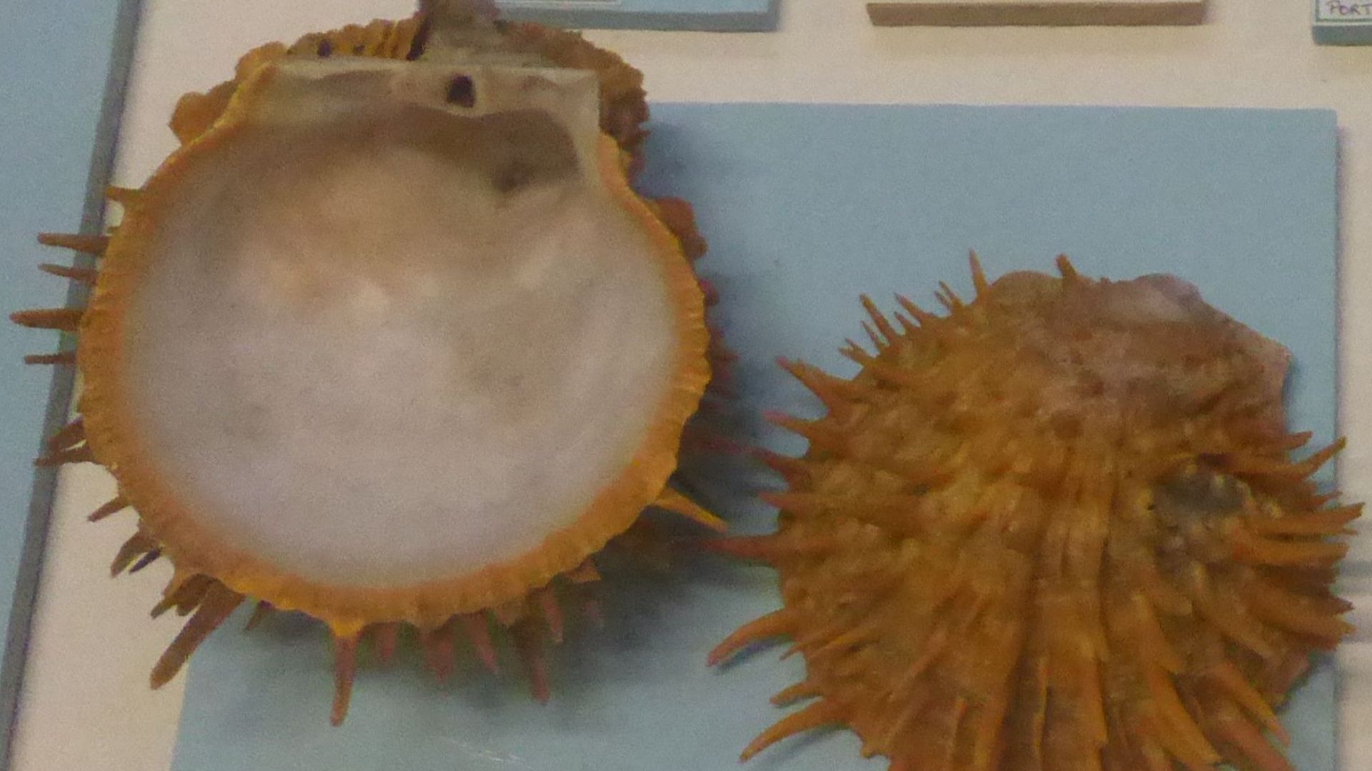 File:Spondylus versicolor.jpg