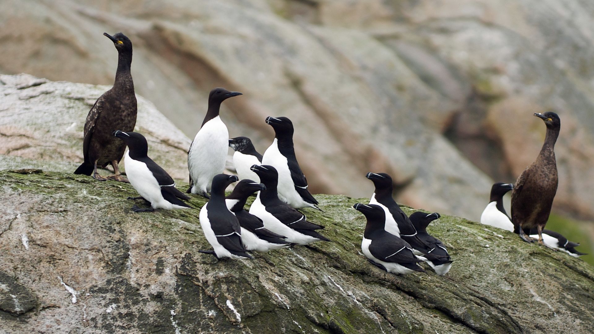 File:Seabirds LC0141.jpg