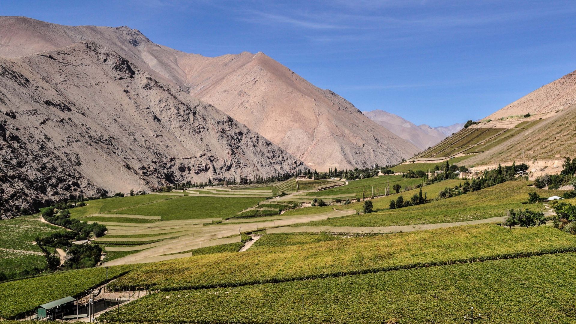 File:Pisco Elqui - Flickr - Casper Abrilot.jpg