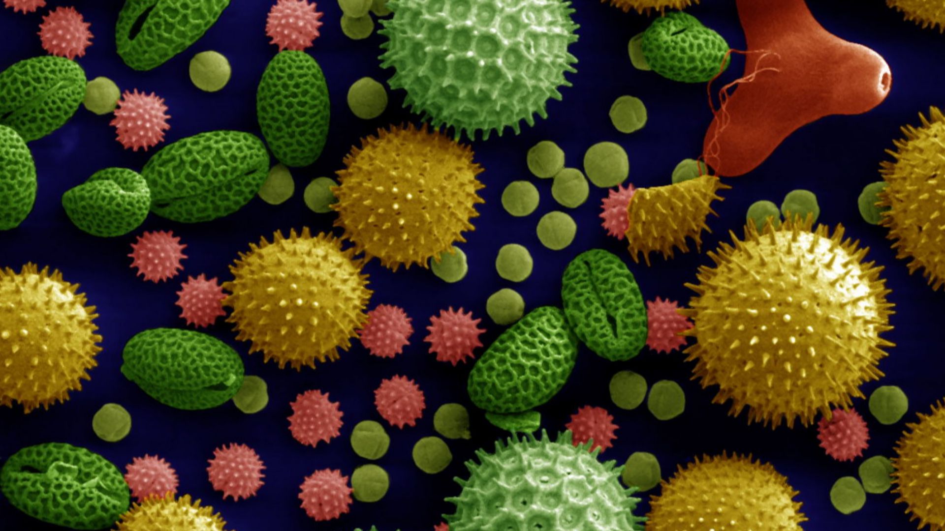File:Misc pollen colorized.jpg