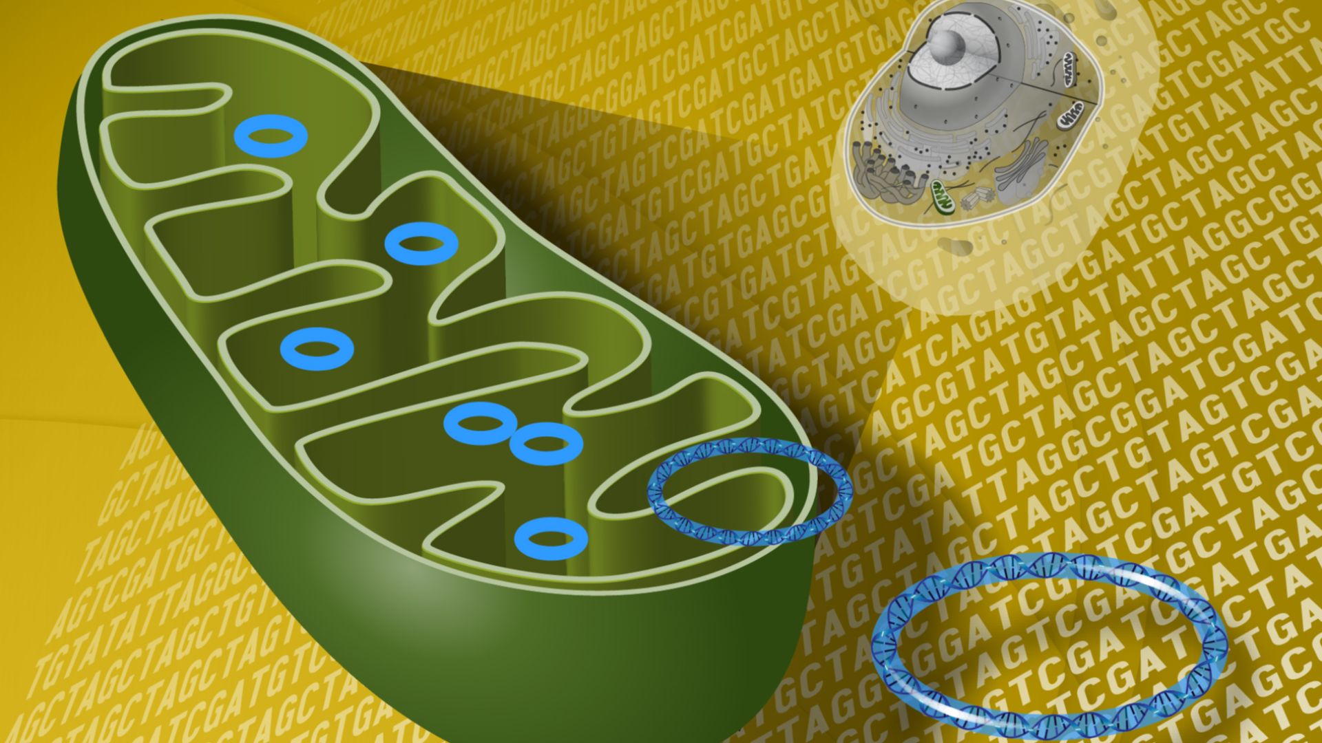 File:Mitochondrial DNA (27249944414).jpg