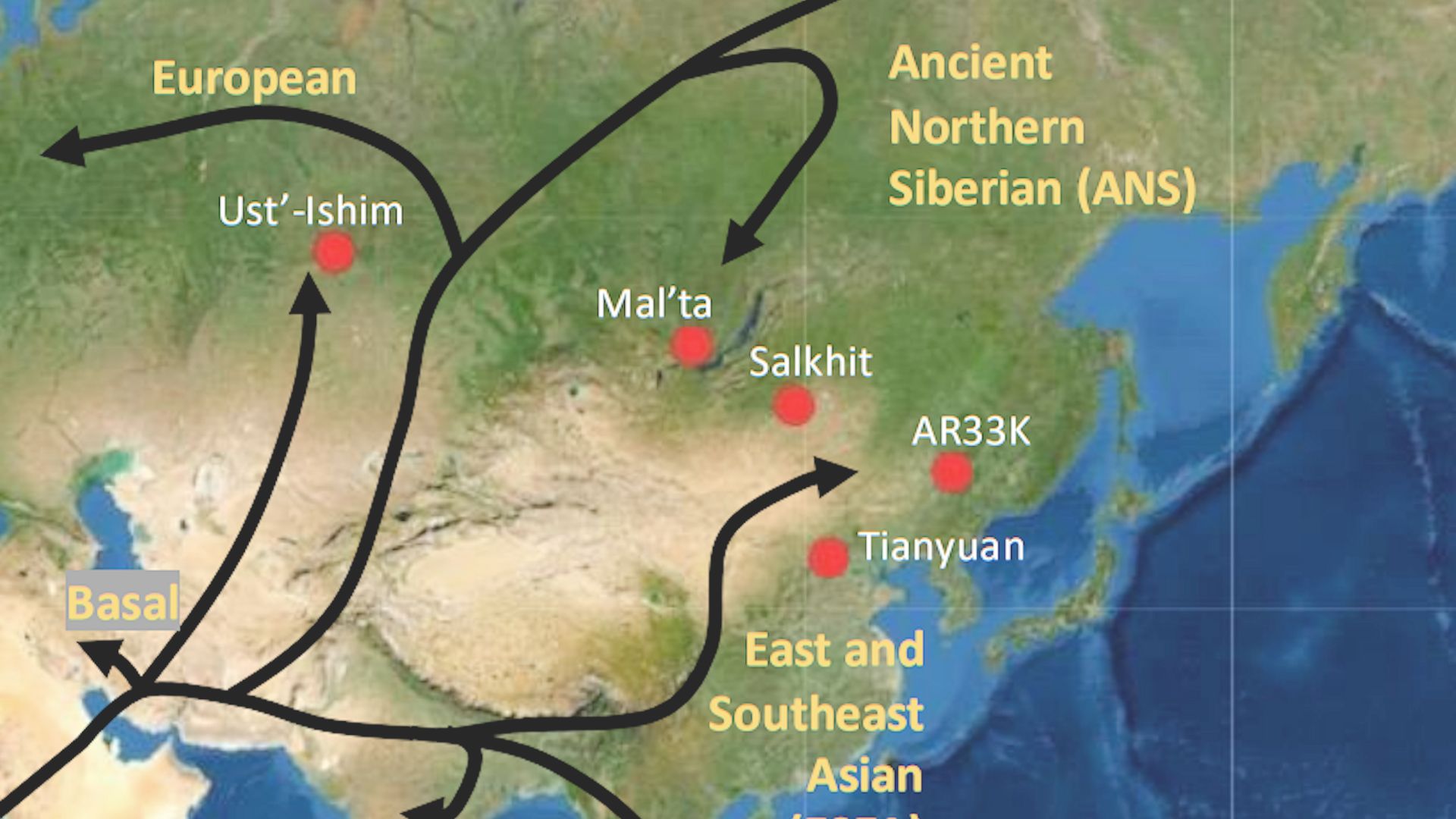 File:Differentiation after dispersal out of Africa in the Early Upper Paleolithic (45,000–20,000 years).png