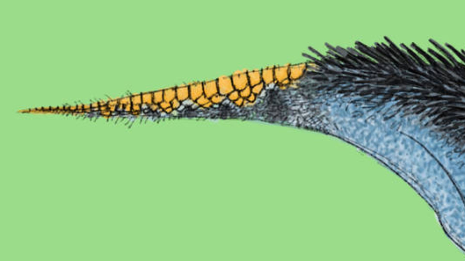 File:Haolong dongi illustration.jpg