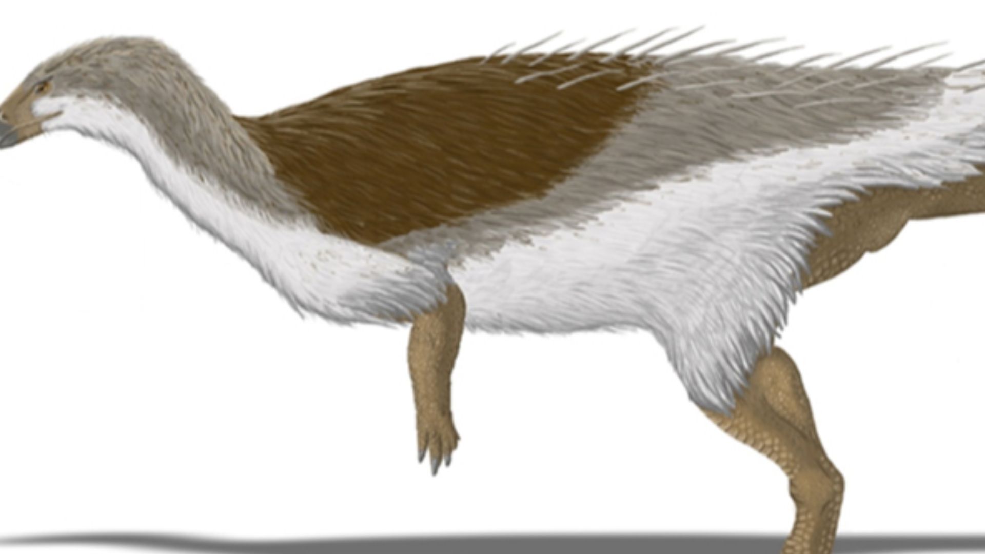 File:Thescelosaurus filamented.jpg