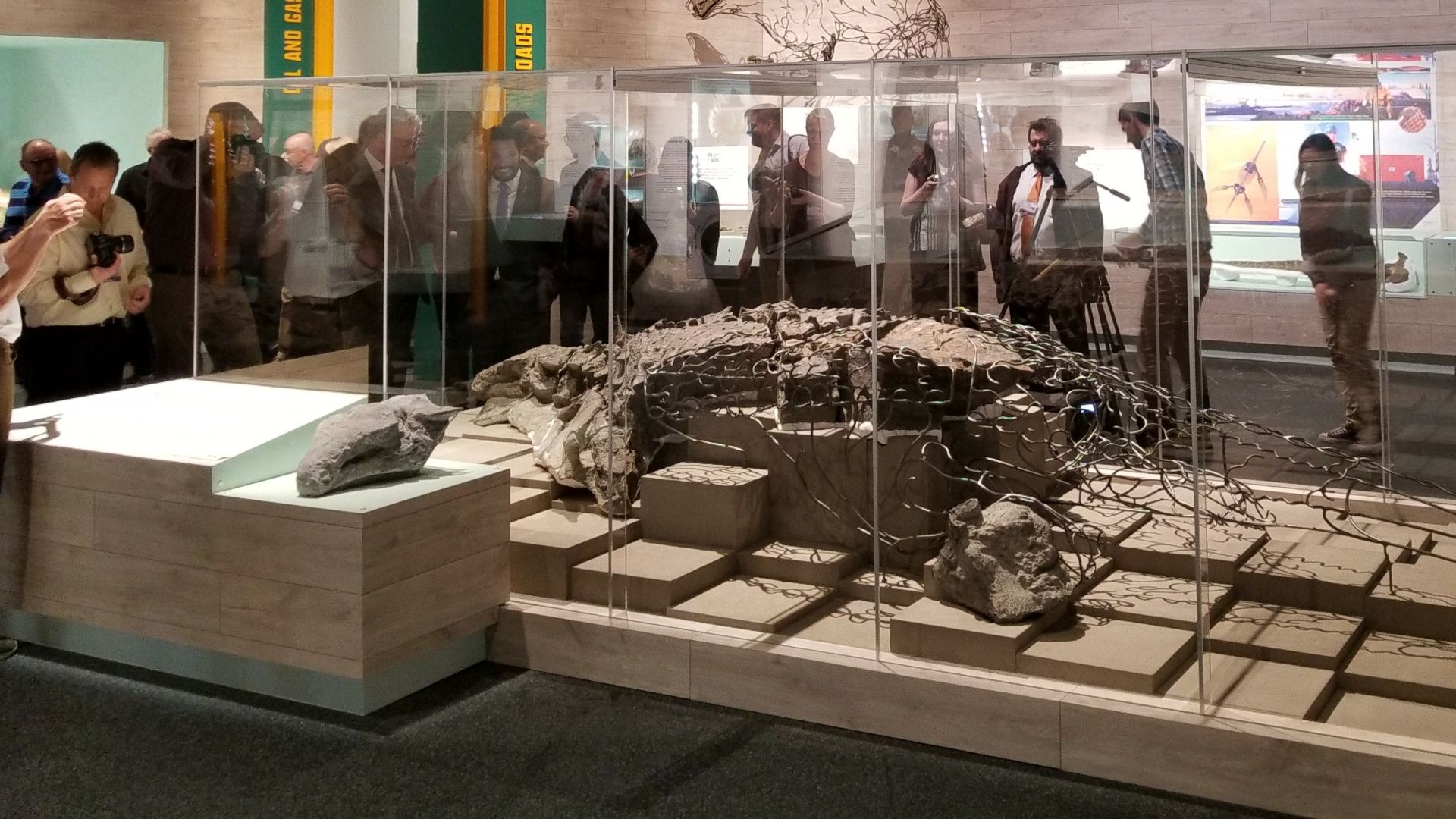 File:Display case at Royal Tyrell Museum.jpg