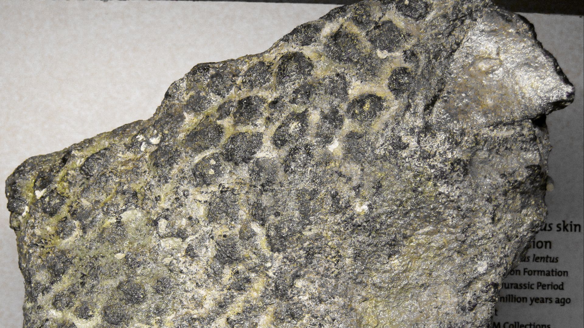 File:Barosaurus lentus (sauropods dinosaur skin impression) (Morrison Formation, Upper Jurassic; Carnegie Quarry, Dinosaur National Monument, Utah, USA) (48694669461).jpg