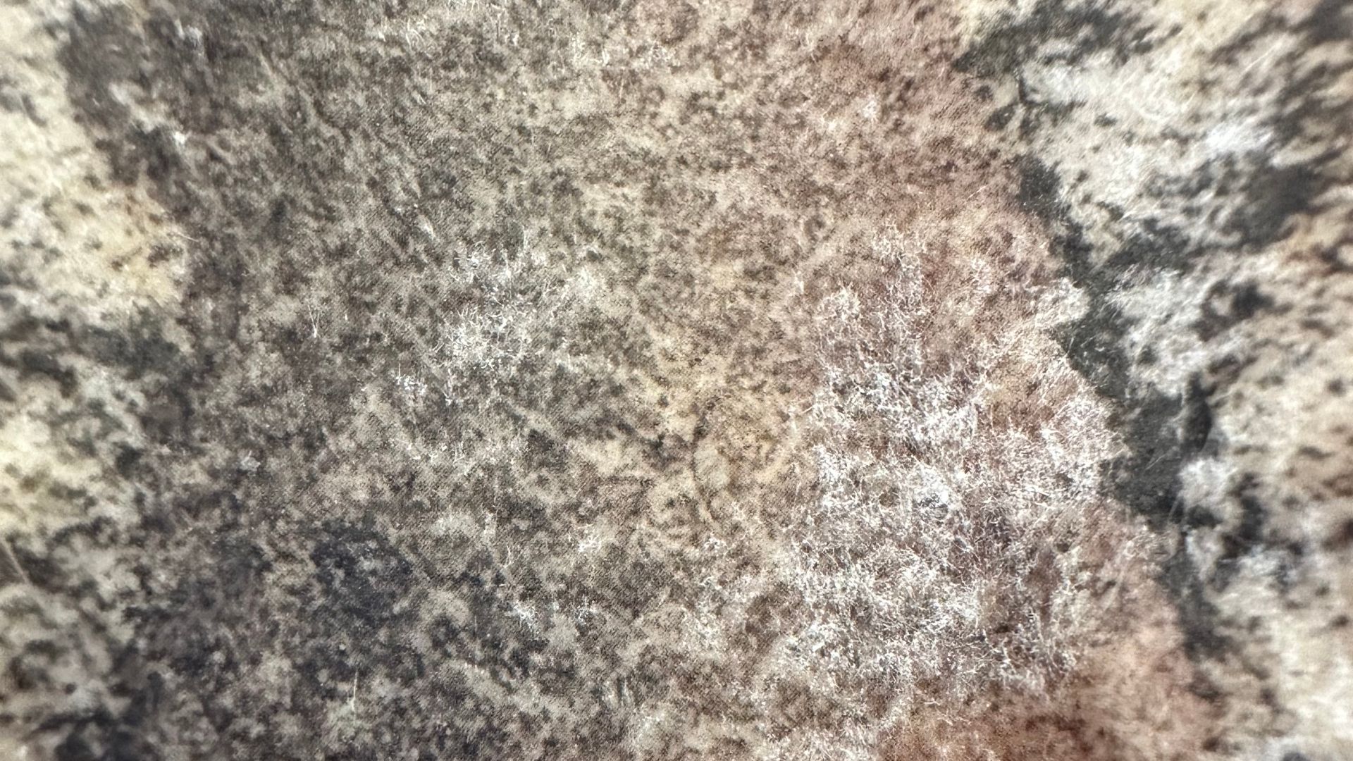 File:Dueling Dinosaurs skin impression.jpg