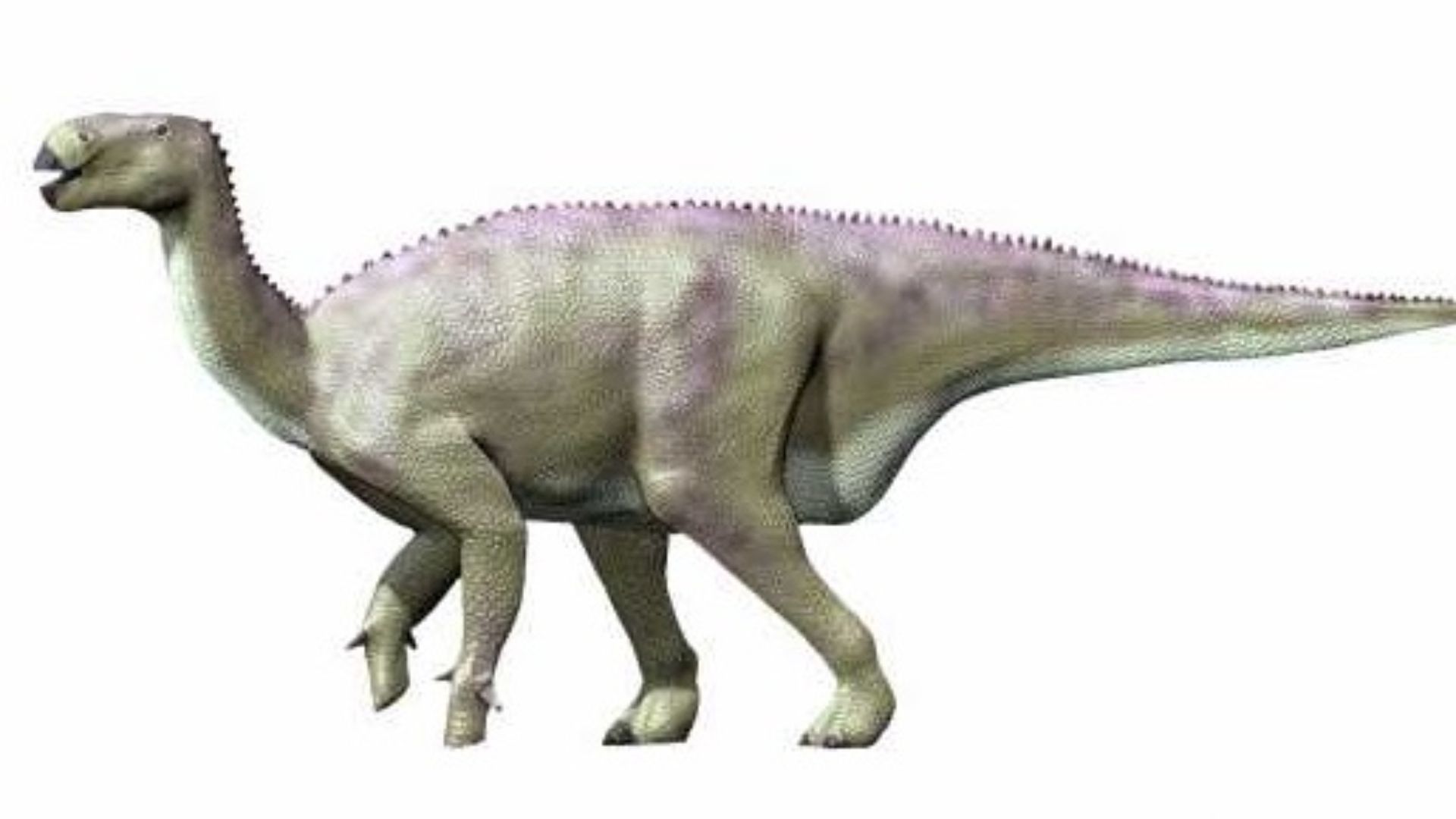 File:Iguanodon new NT.jpg