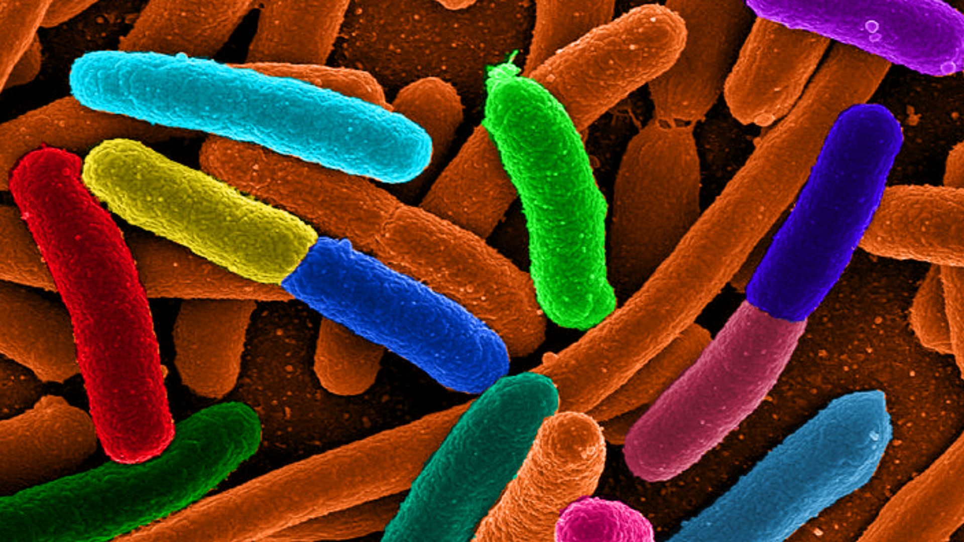 File:Diverse e Coli.png