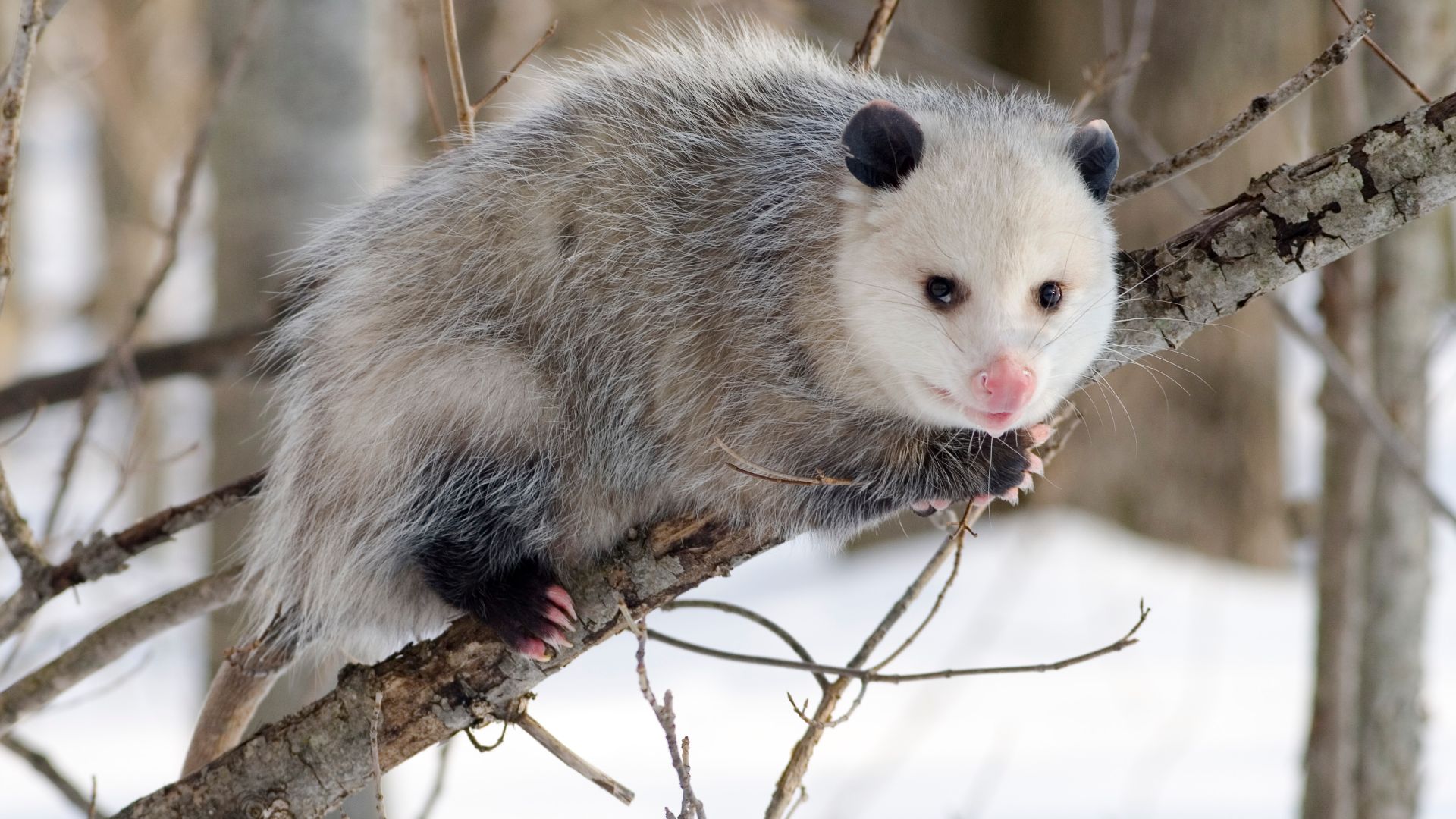 File:Opossum 1.jpg