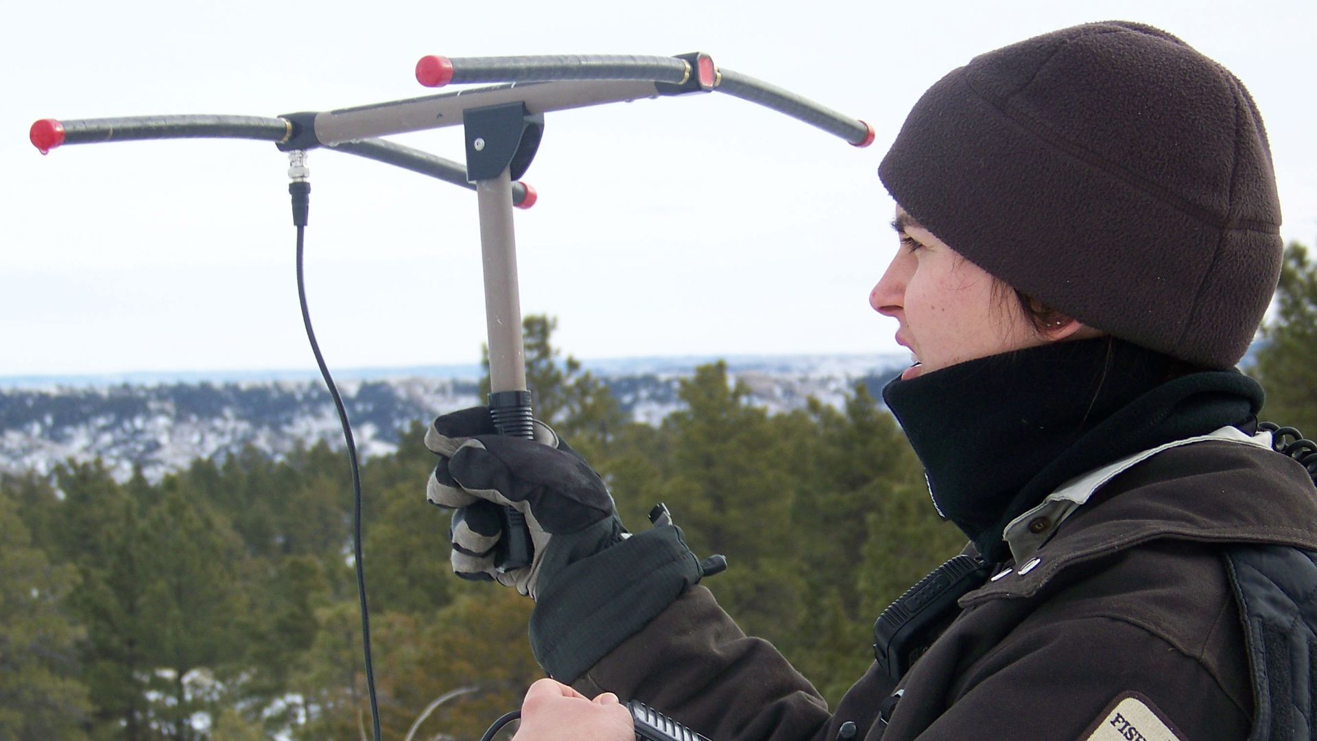 File:Tracking Mountain Lions.jpg