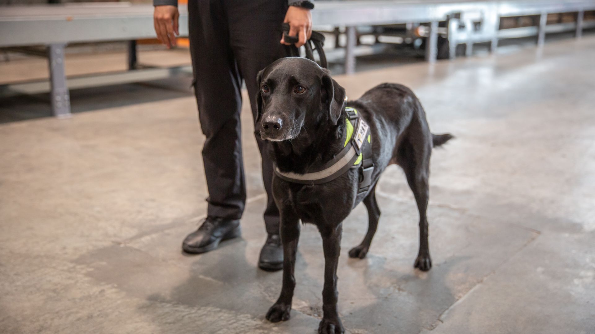 File:A detection dog of Bureau of Animal and Plant Health Inspection and Quarantine at the Port of Taipei 20210209.jpg