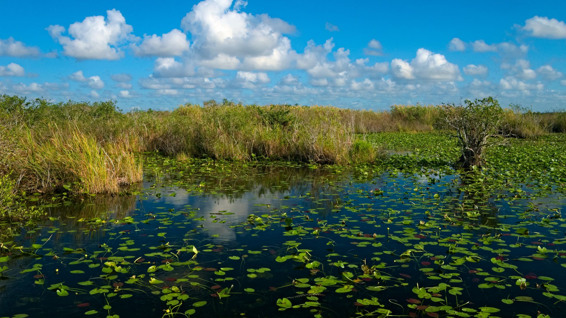File:Everglades Anhinga Trail Pond.jpg