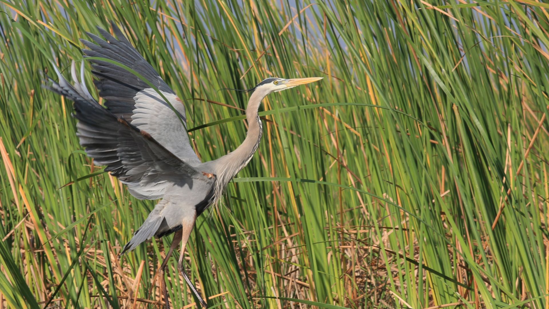 File:Everglades Great Blue Heron Ardea herodias Taking Off 7094.jpg