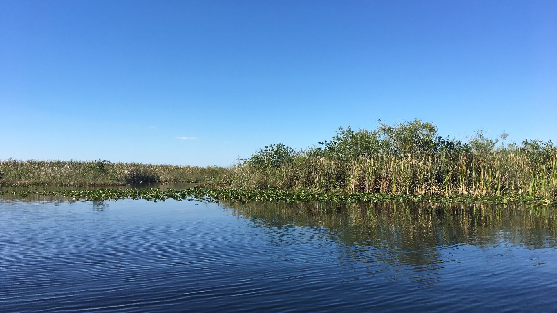 File:Mangroves of the Florida Everglades on a perfect day.jpg