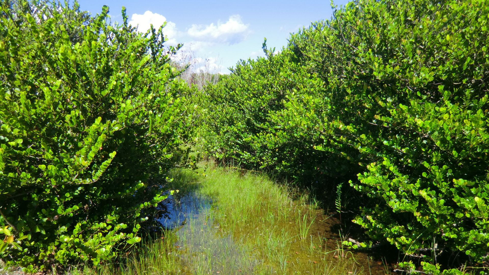 File:Everglades Nationalpark in Florida- Along Shark Valley Road (15771655850).jpg