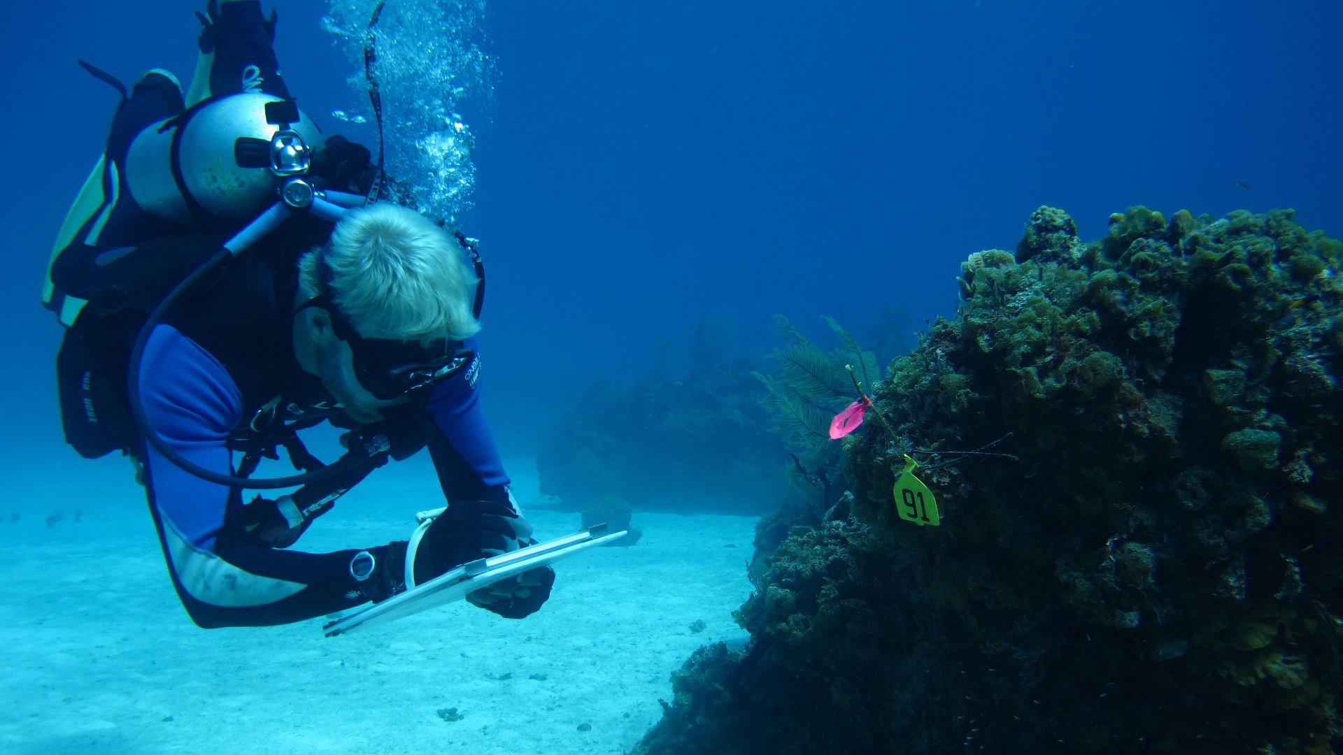 File:Bahamas lionfish reef research.jpg