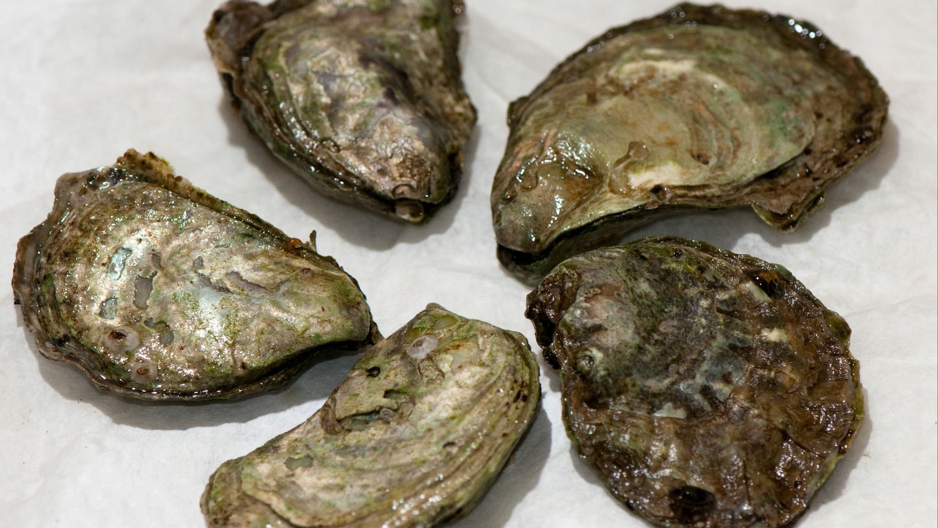 File:Ostrea Lurida.jpg