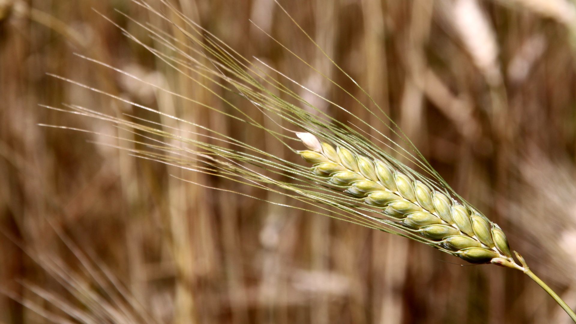 File:Triticum boeoticum Bajuwarenhof Kirchheim 2012-08-05.jpg