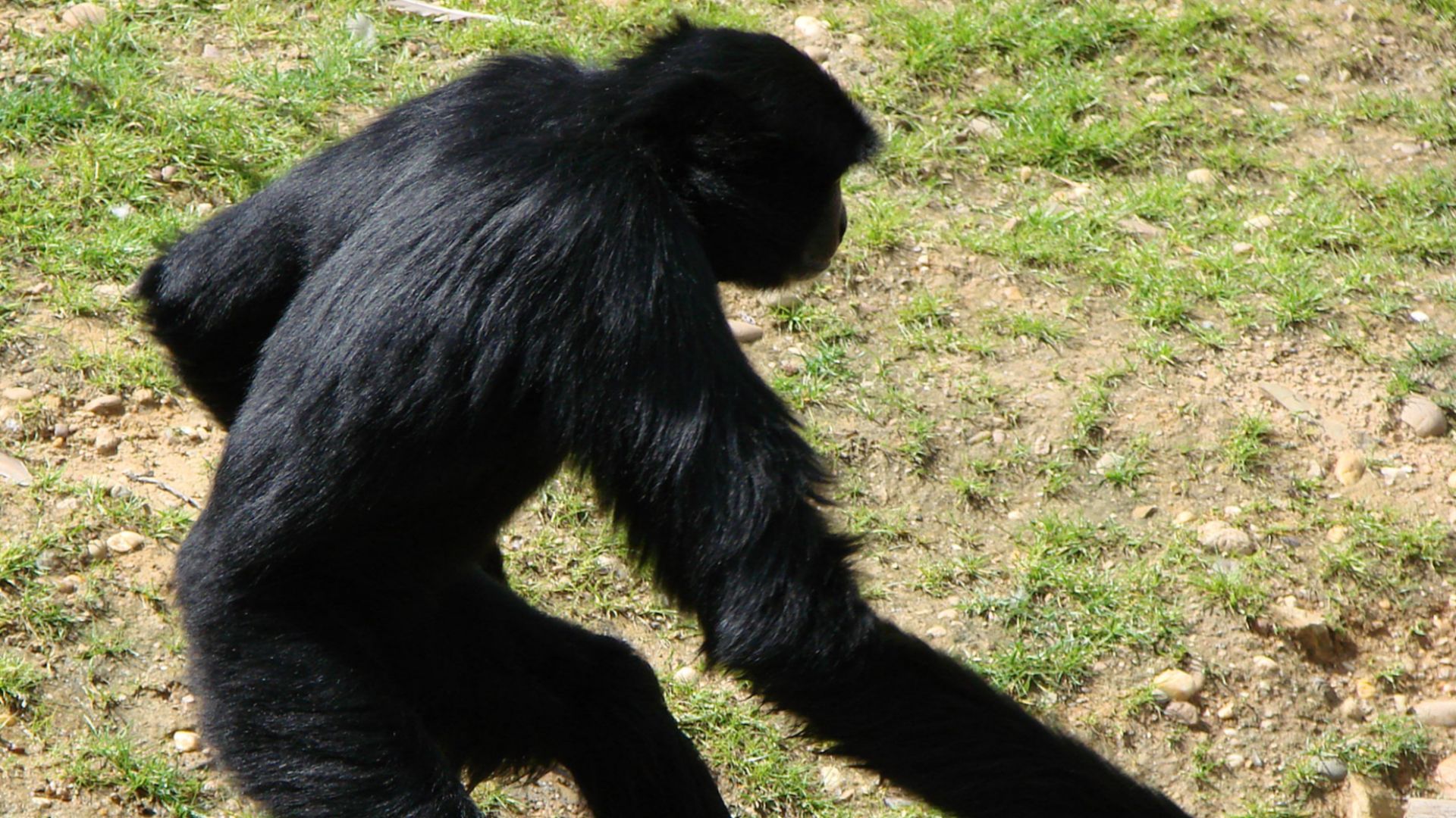 File:Siamang 140807.jpg
