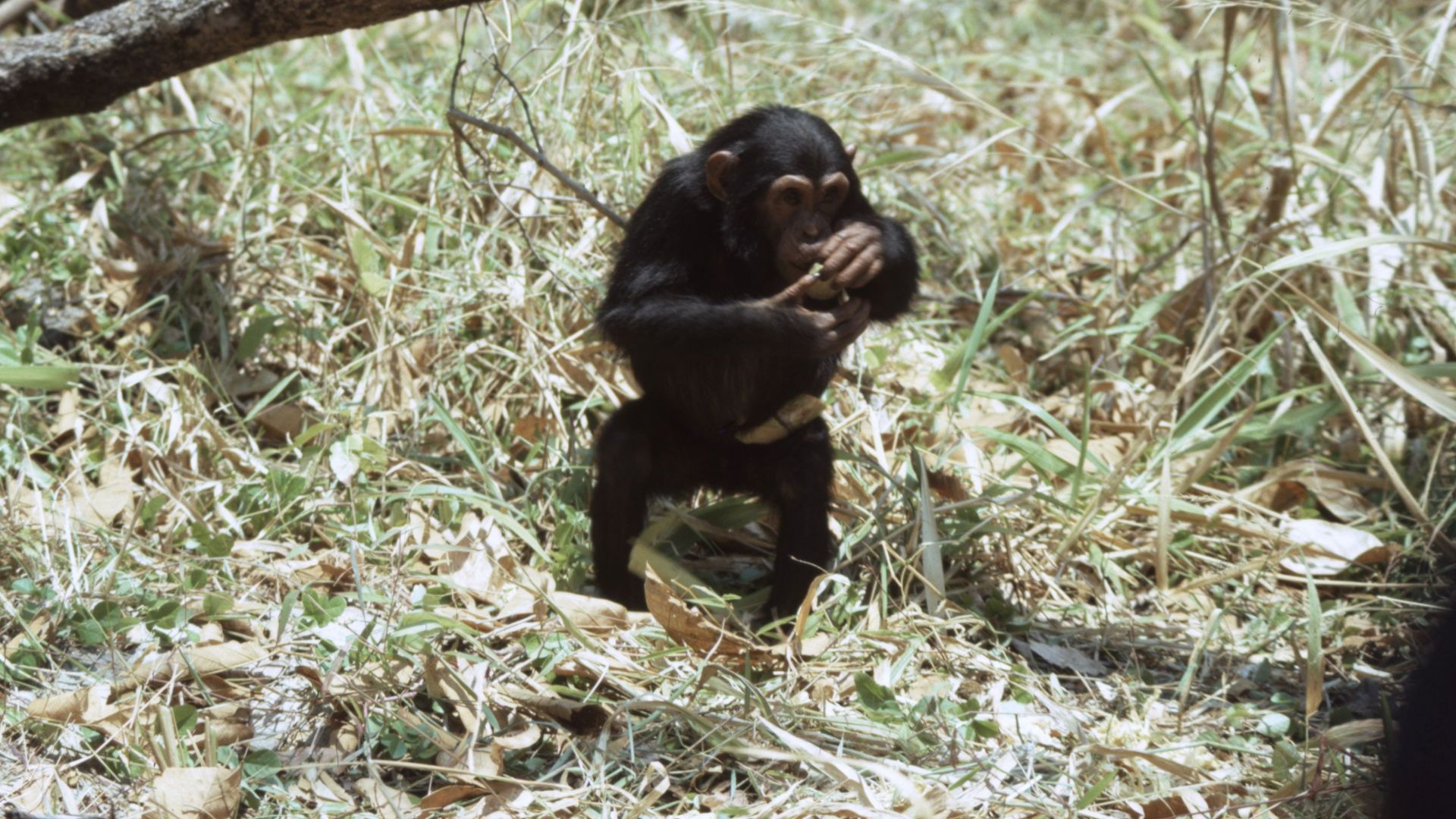 File:Young chimpanzee eating - DPLA - 92d49cd00c8cc1954f11ef9bdb754d2c.jpg