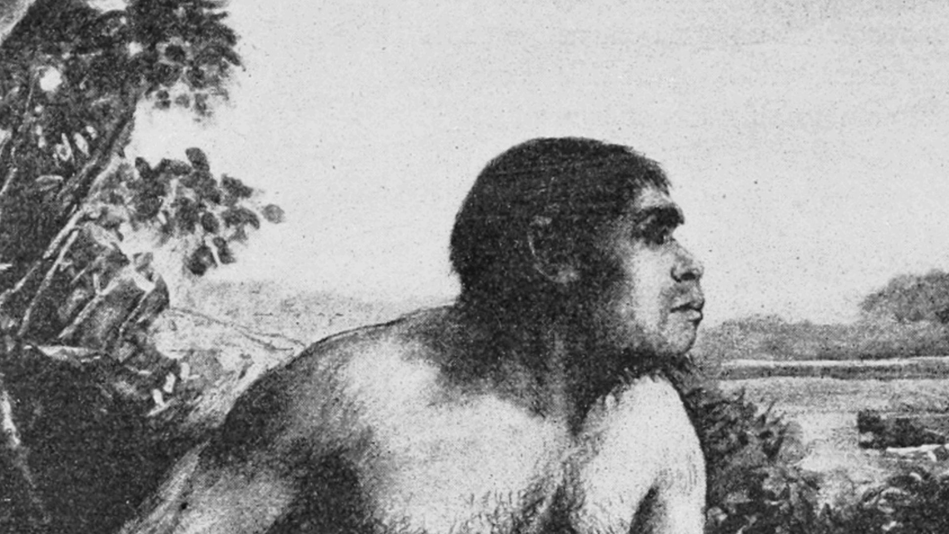 File:PSM V82 D210 Reconstruction of Eoanthropus dawsoni.png