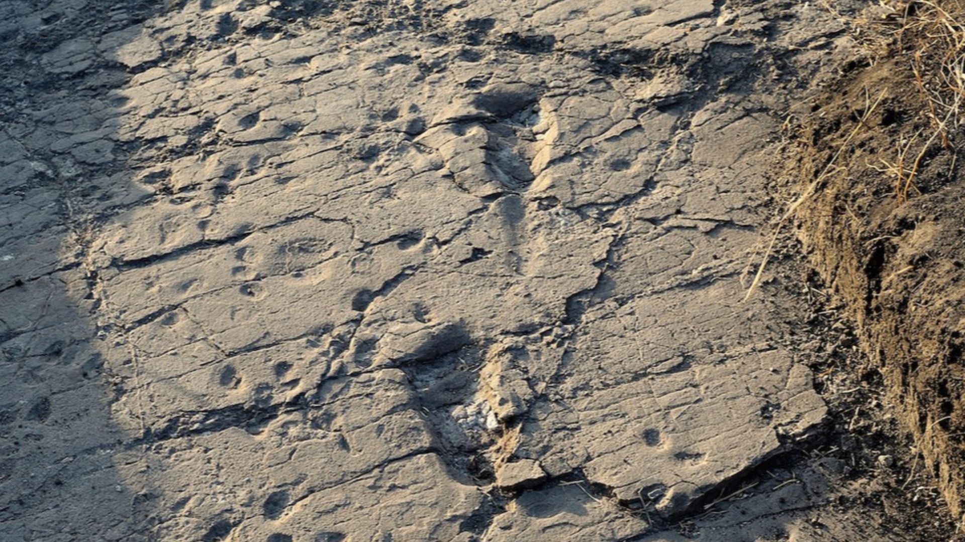 File:Test-pit L8 at Laetoli Site S.jpg