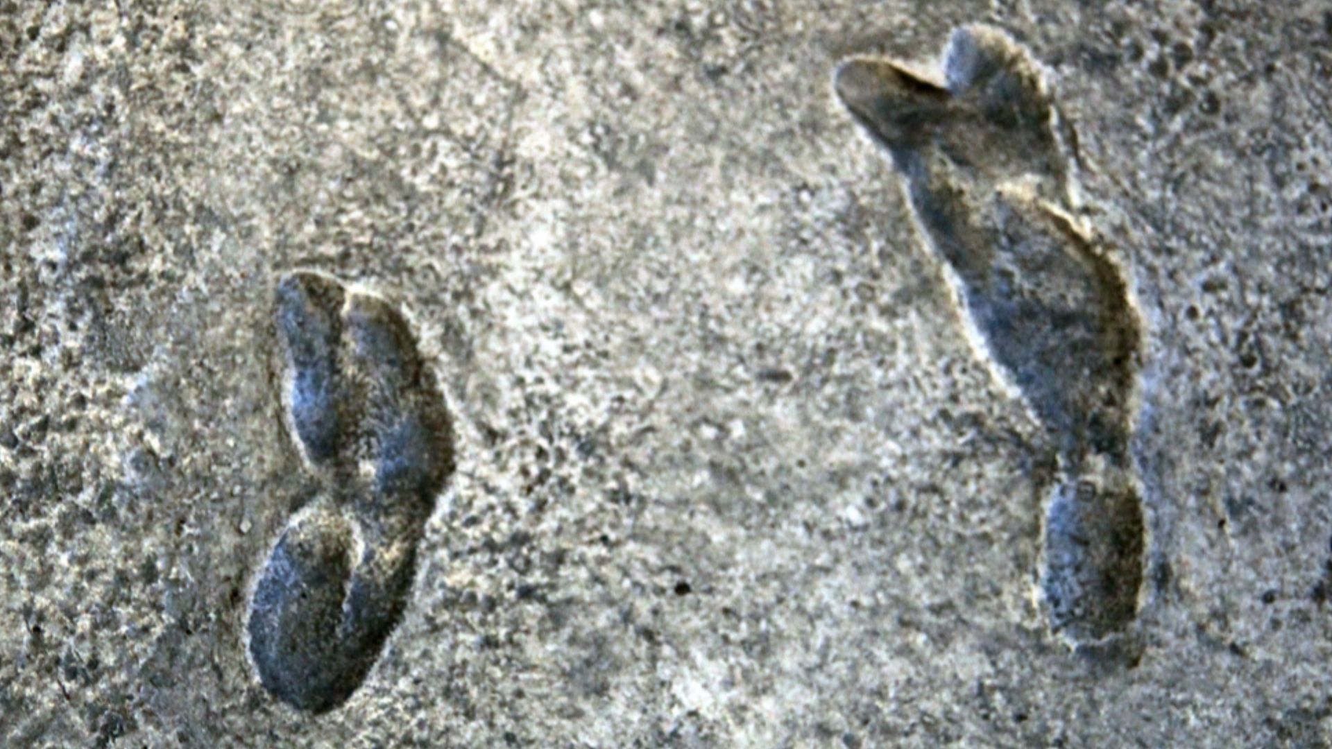 File:Earliest known human footprints - one set - australopithecus afarensis - Smithsonian Museum of Natural History - 2012-05-17.jpg