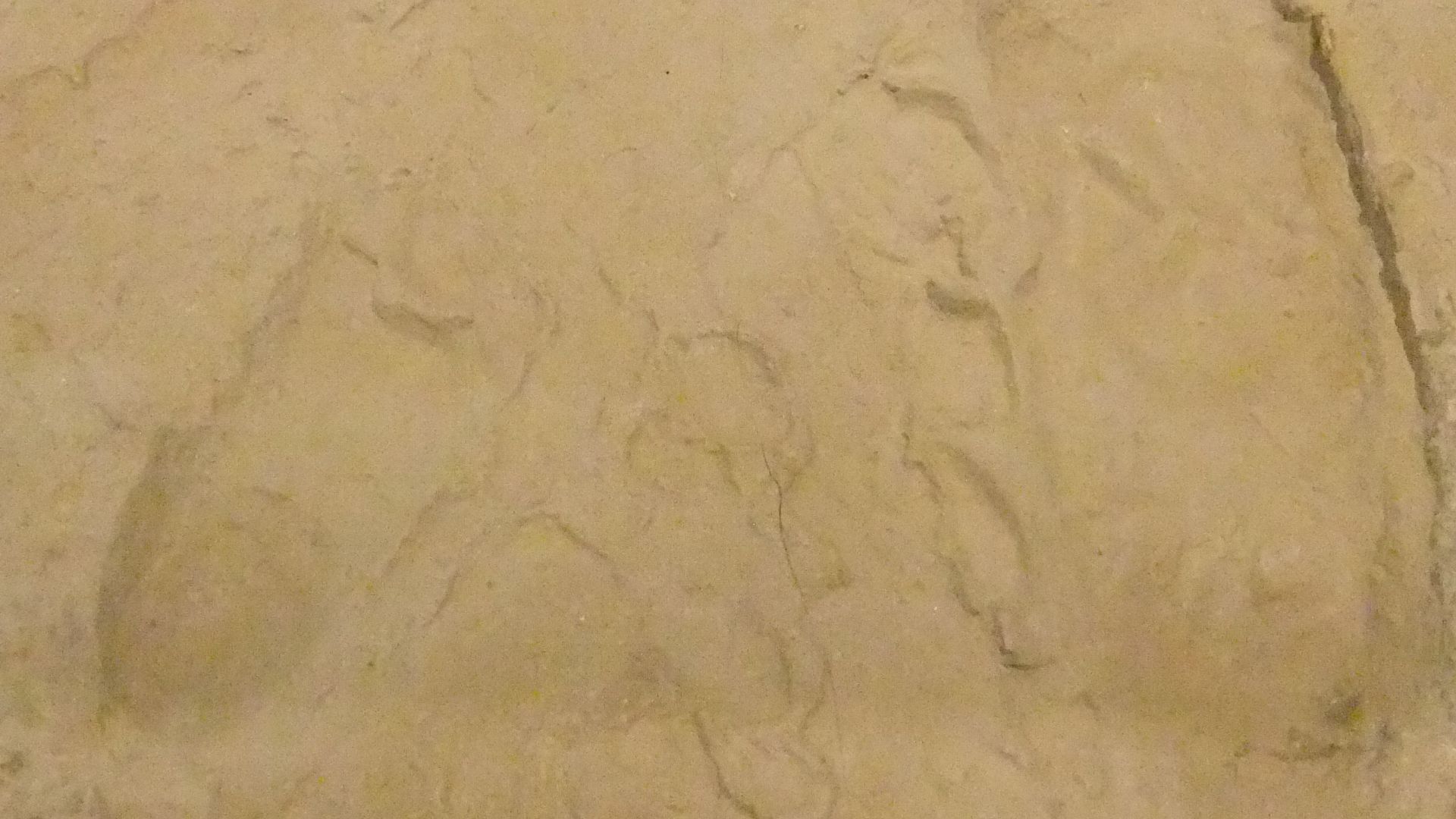 File:Laetoli footprint trackway, Wrexham Museum.JPG