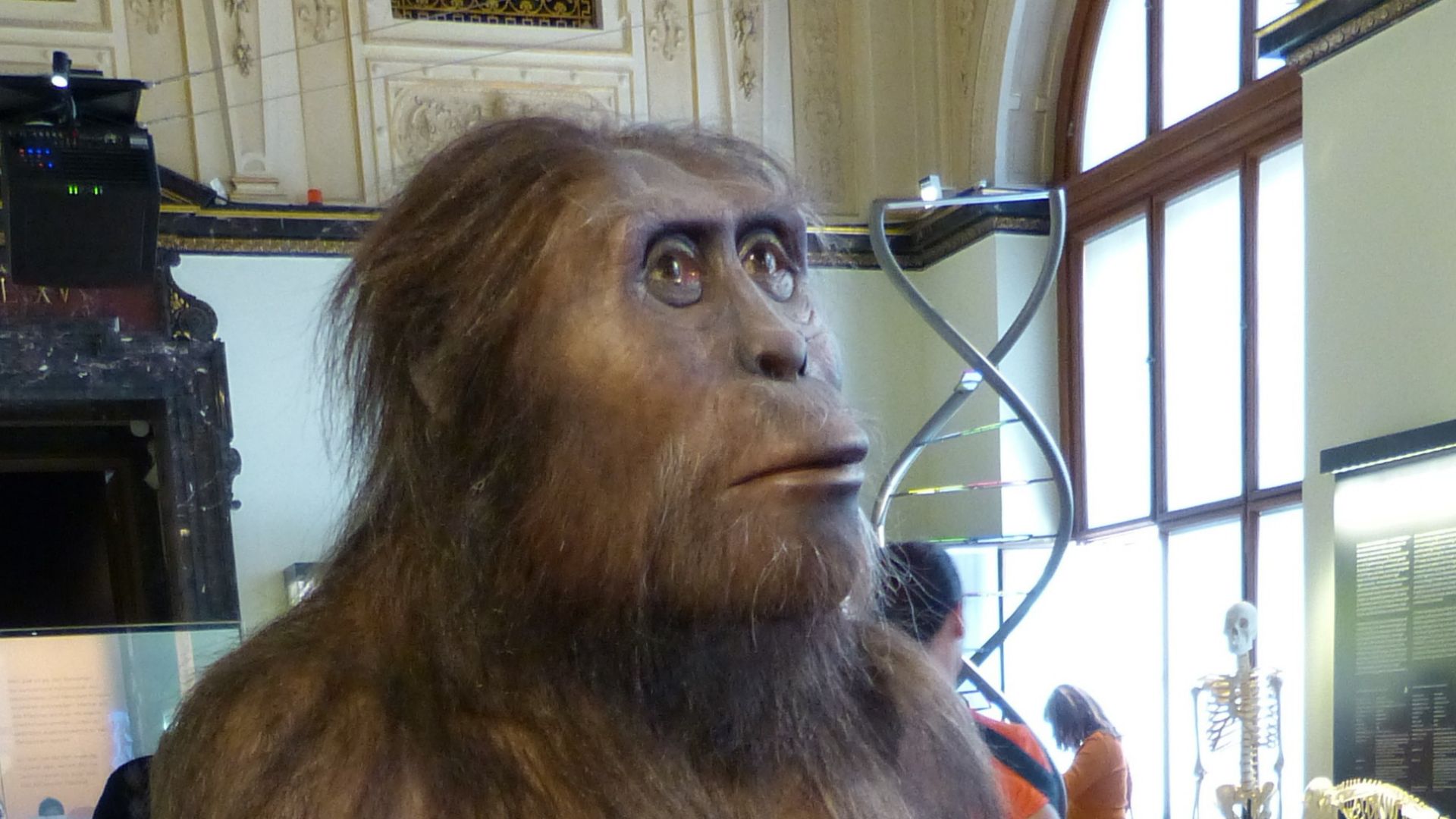 File:NHM - Australopithecus afarensis Modell 1.jpg