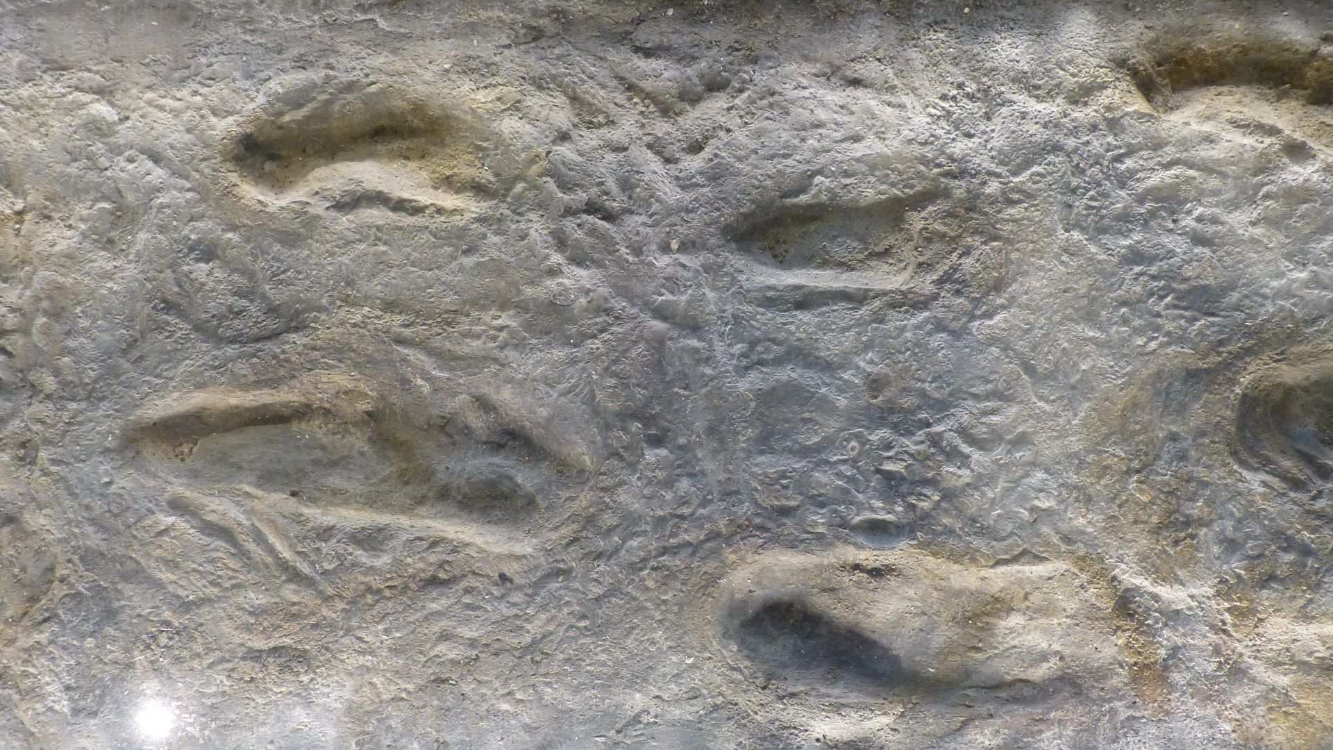 File:NHM - Laetoli Fußspuren.jpg