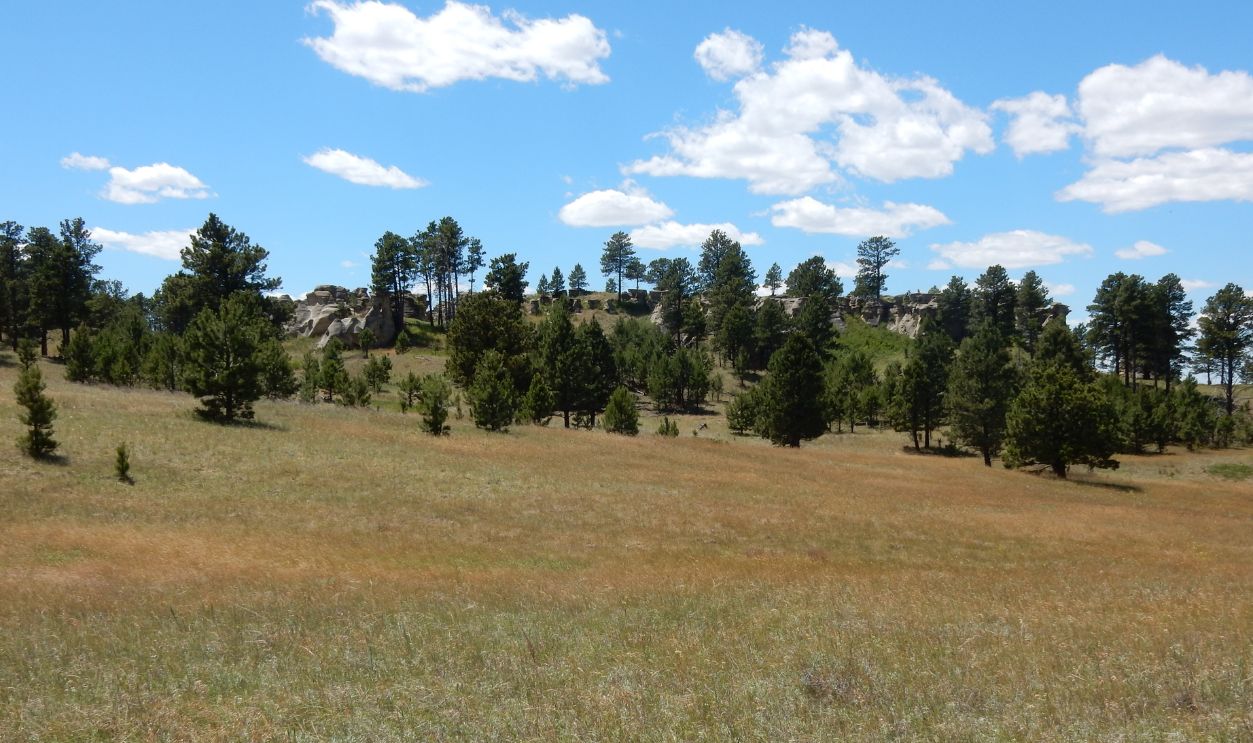 Stipa comata var. comata at Medicine Rocks State Park
