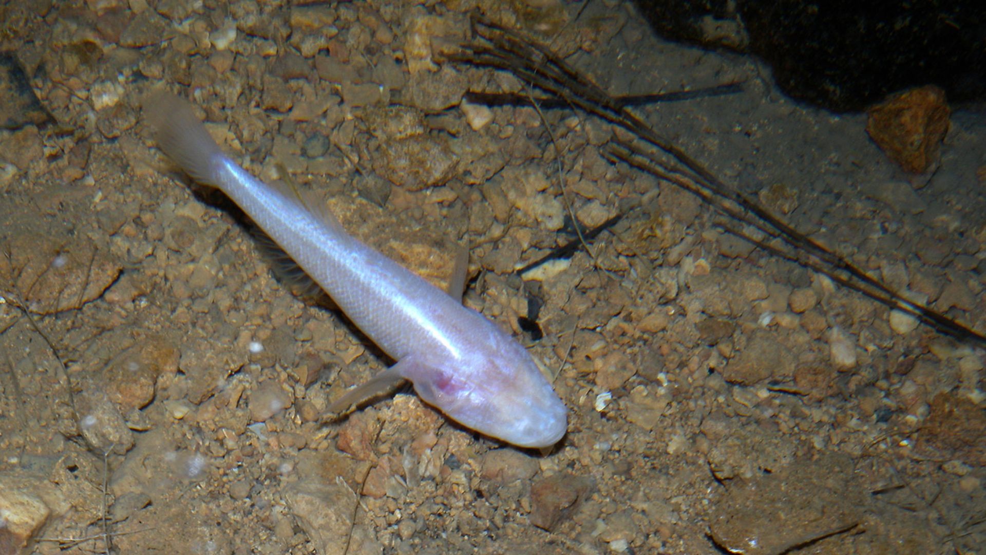 File:Typhleotris madgascarensis.jpg