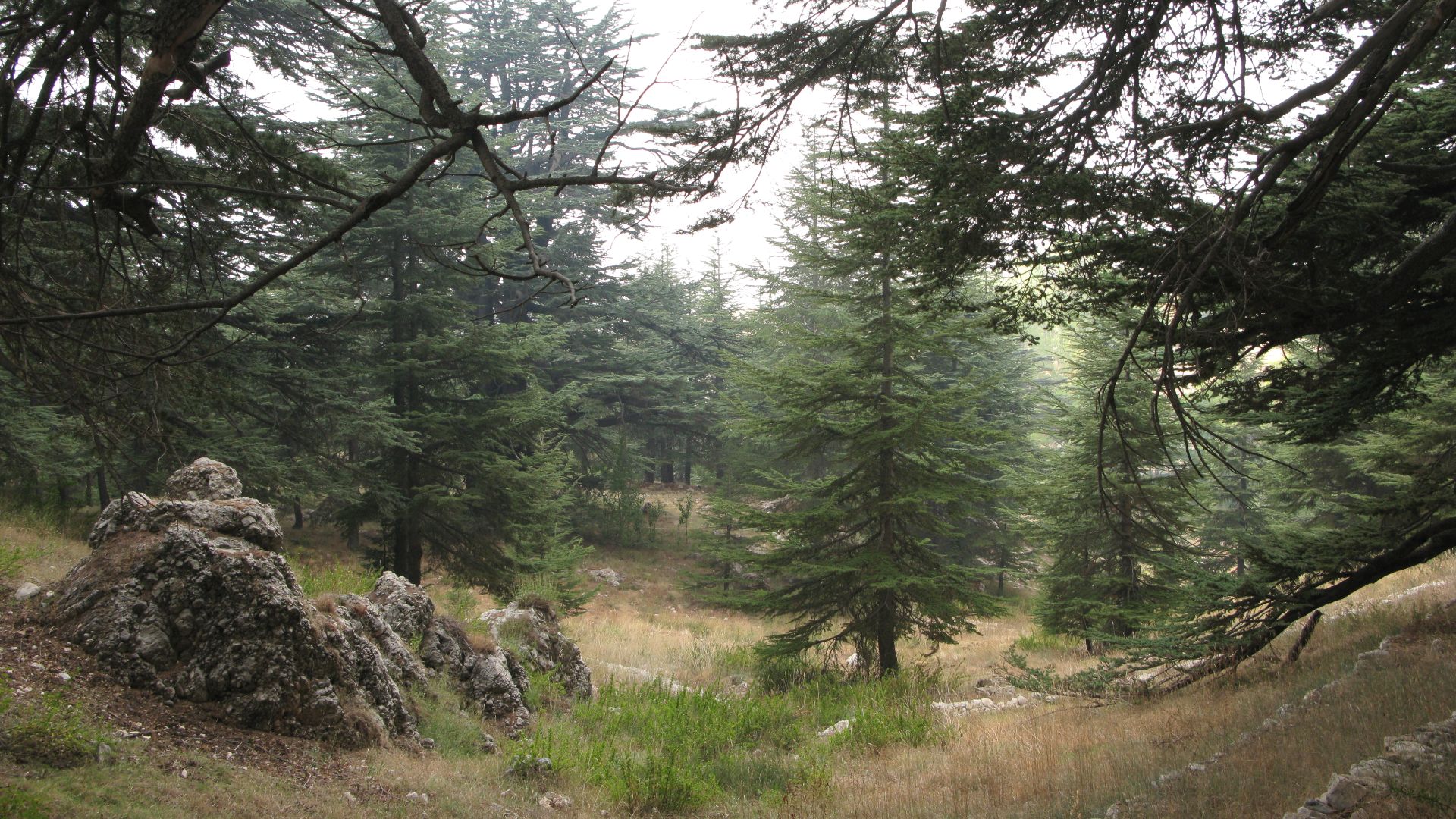 File:Cedars of God (Lebanon cedar forests), Lebanon.jpg