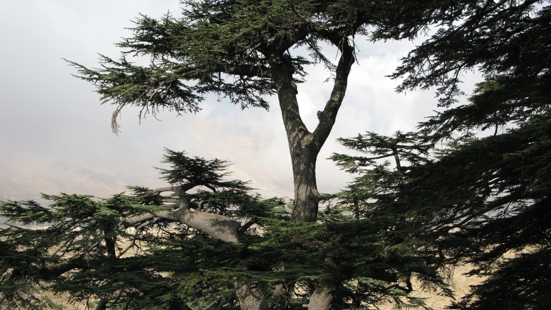 File:Cedars of God (Lebanon cedar forest), Lebanon.jpg