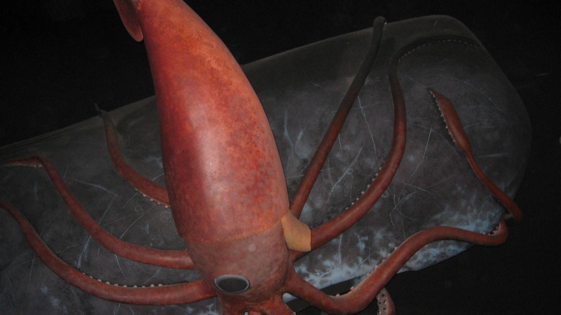 File:Display of sperm whale and giant squid battling in the Museum of Natural History.jpg