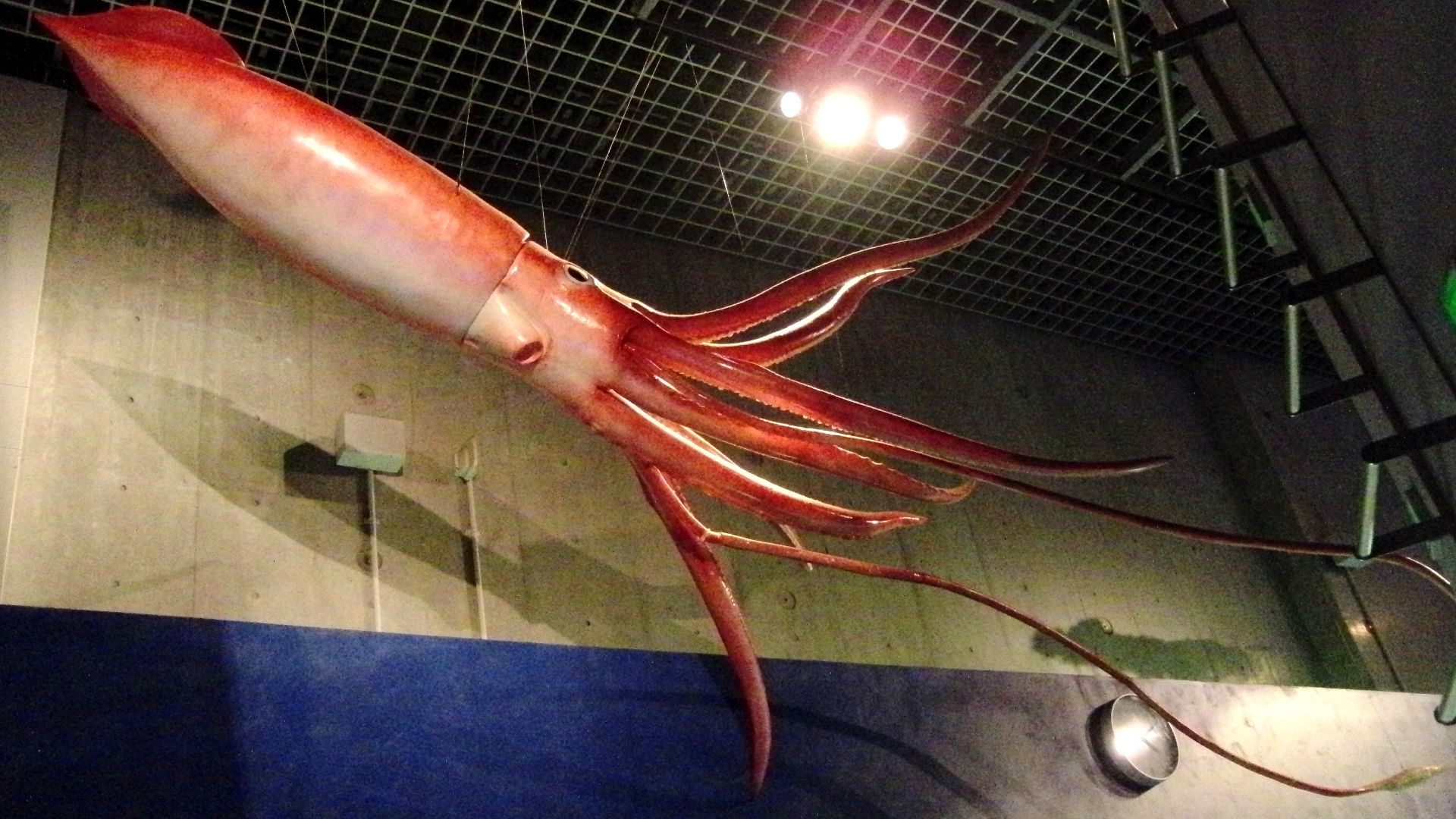 File:Giant Squid Replica.jpg