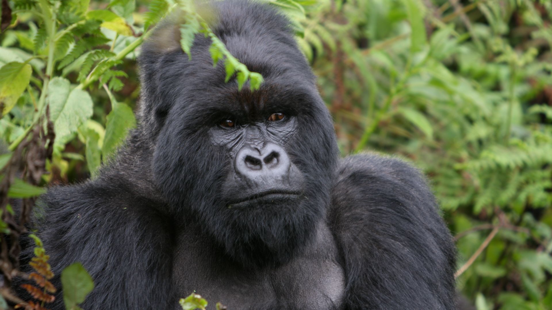 File:Mountain gorilla (6461821349).jpg