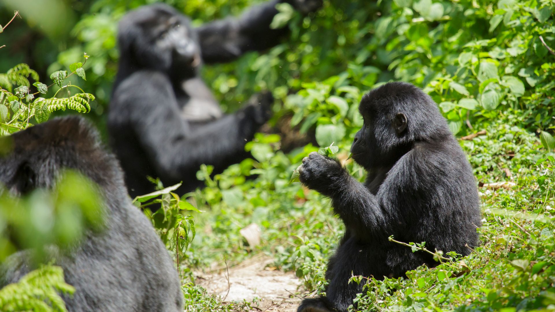 File:Mountain gorilla (Gorilla beringei beringei) 11.jpg