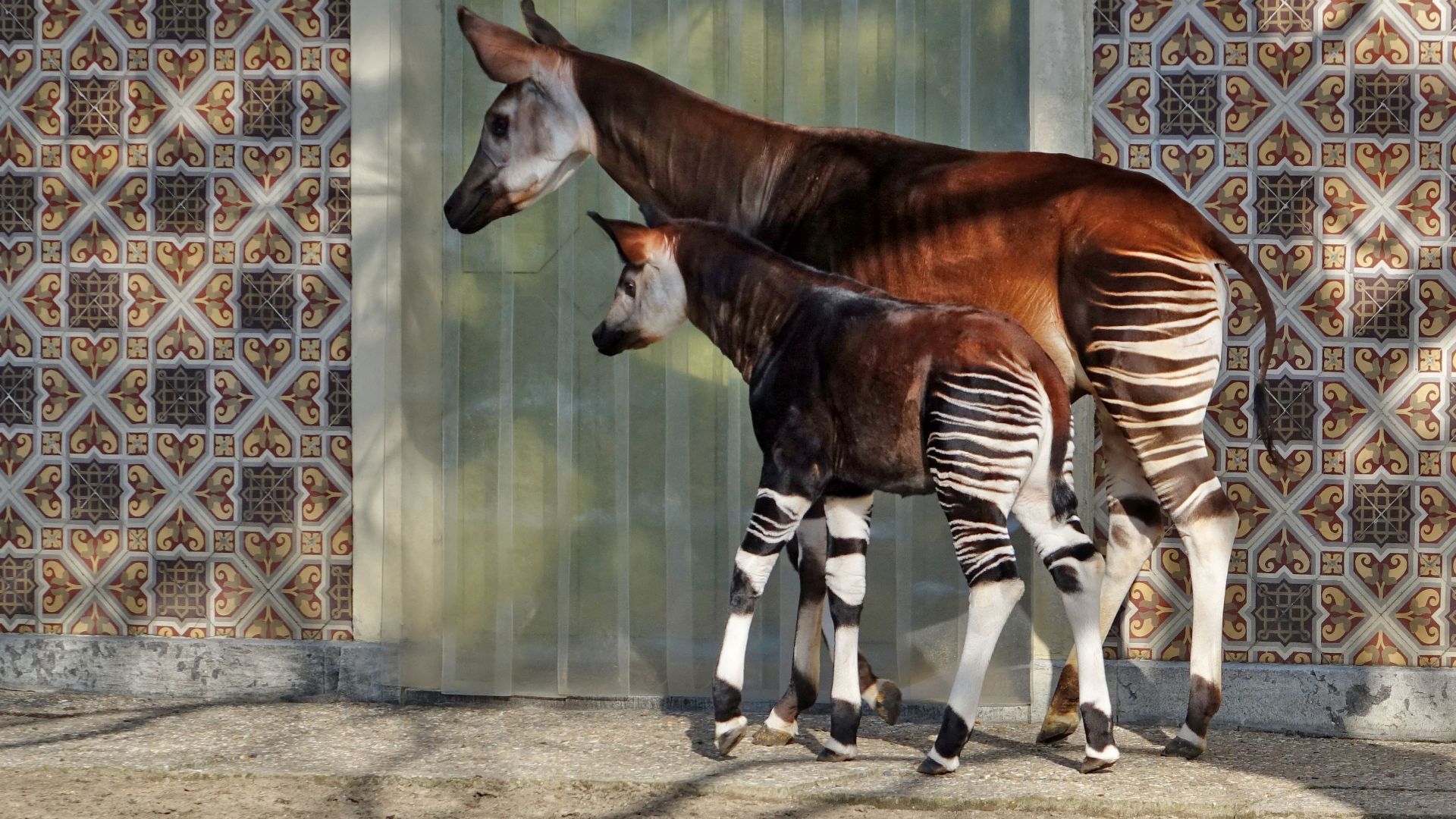 File:Okapi and son.jpg