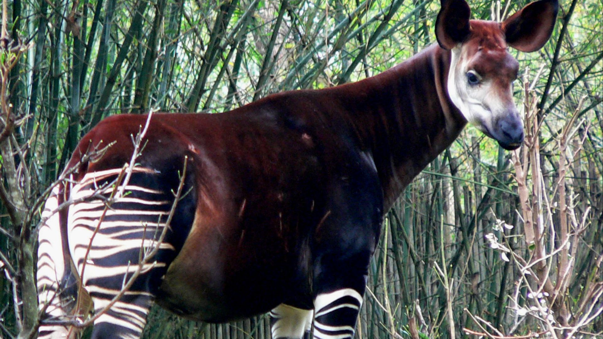 File:Okapi2.jpg