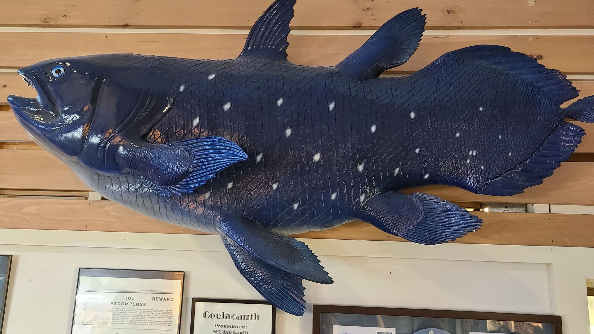 File:Coelacanth Fish at Cryptozoology Museum.jpg