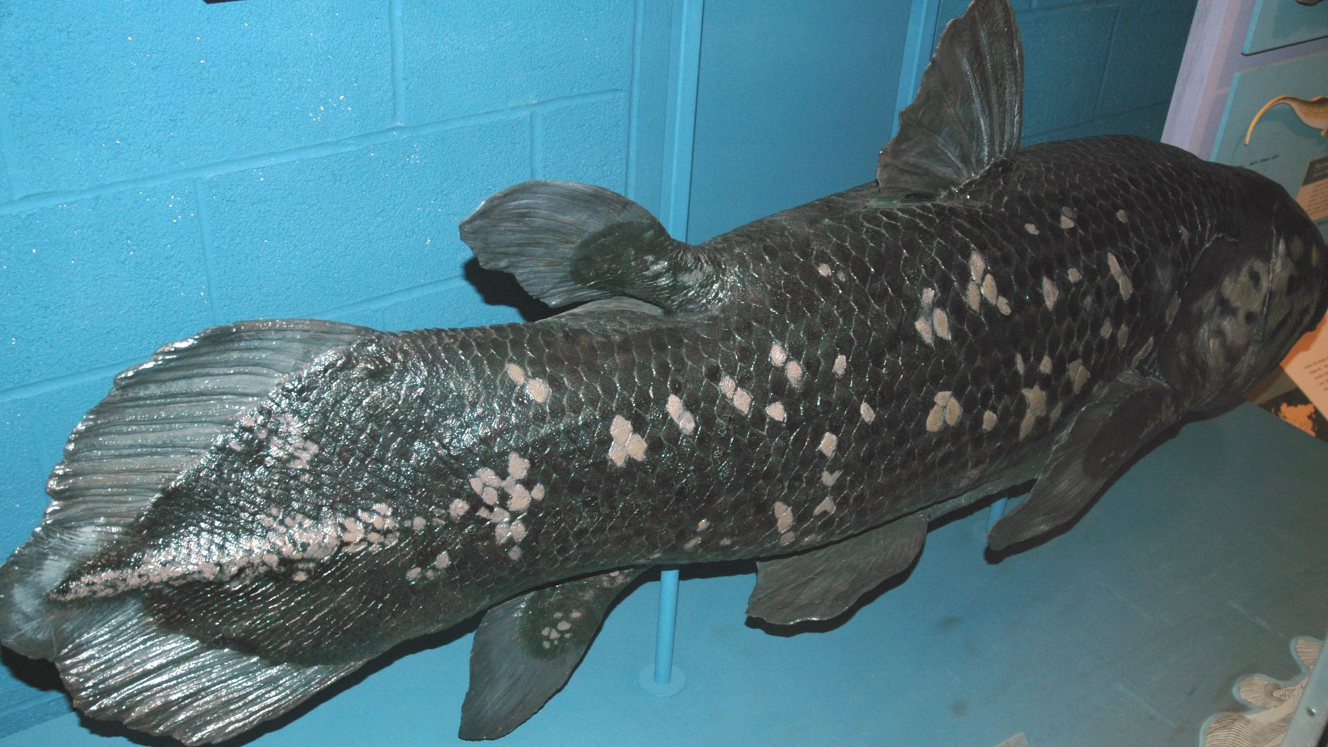 File:Latimeria chalumnae (model) (coelacanth) 2 (15717251761).jpg