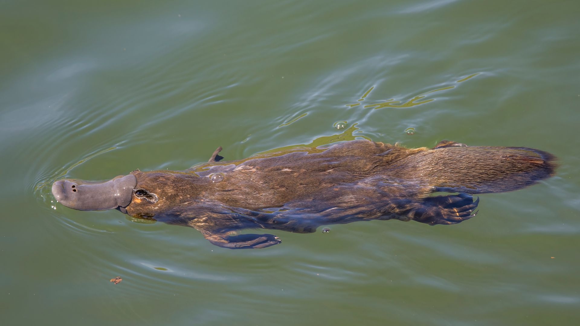 File:Duck-billed platypus (Ornithorhynchus anatinus) Scottsdale 2.jpg