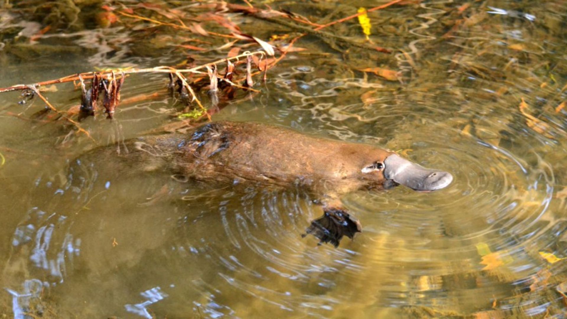 File:Wild Platypus 4.jpg