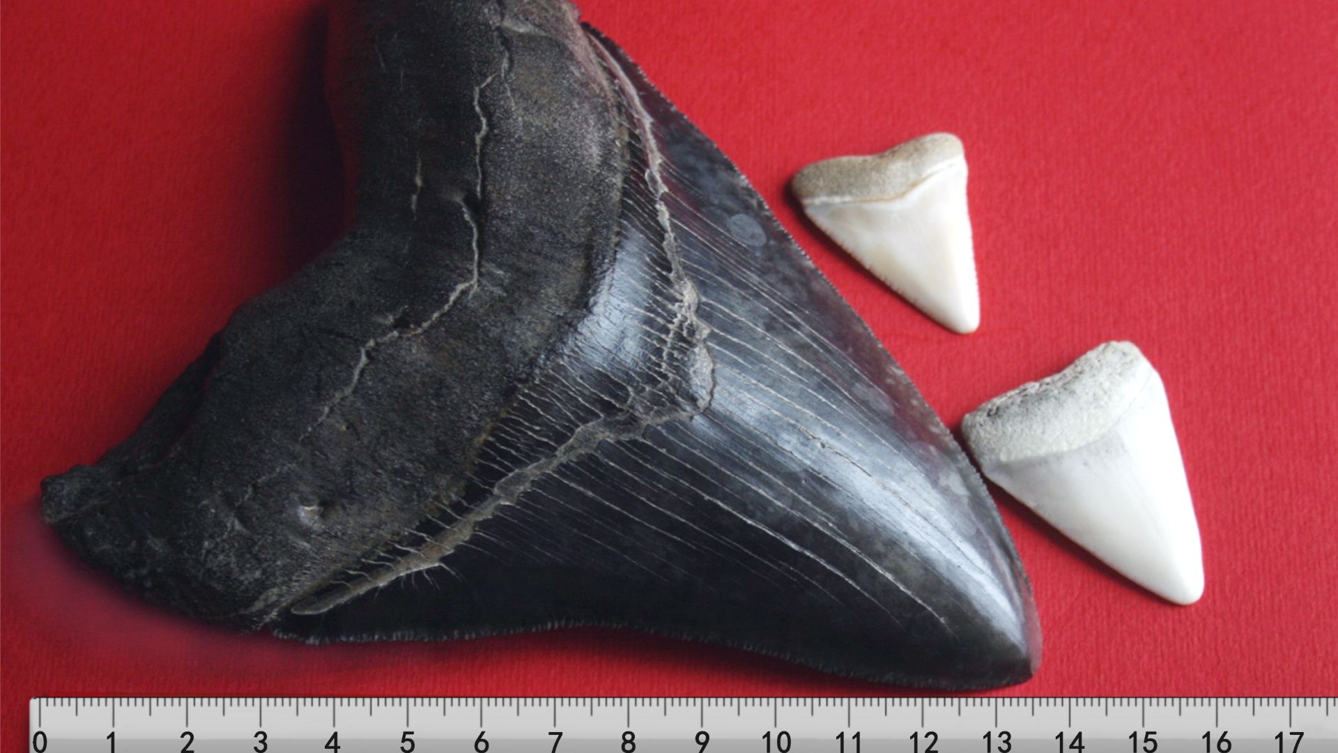 File:Megalodon tooth with great white sharks teeth-3-2.jpg